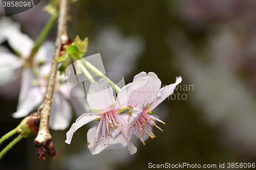Image of Beautiful Cherry blossom