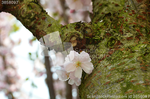 Image of Beautiful Cherry blossom