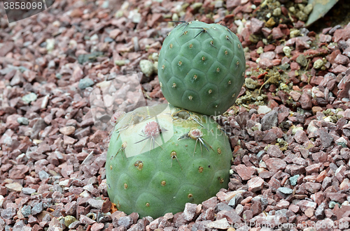 Image of Cactus planted in a botanical garden.