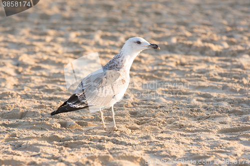 Image of  Seagull sand on the seashore in the early morning