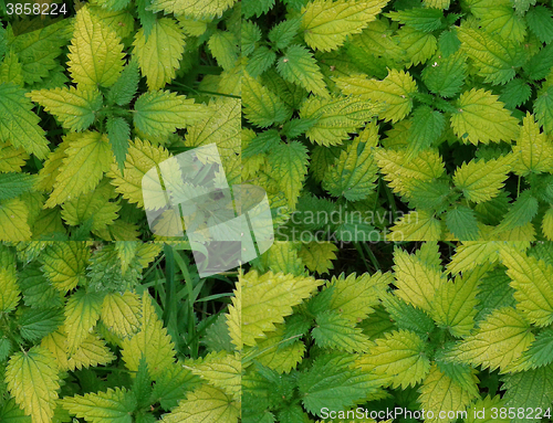 Image of bright colored nettle