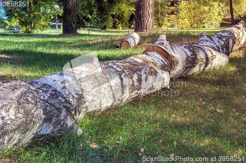 Image of The felled trunk of a large birch.