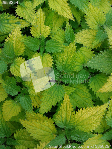 Image of bright colored nettle