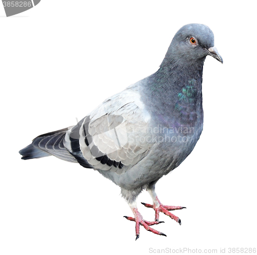 Image of Common Grey Pigeon