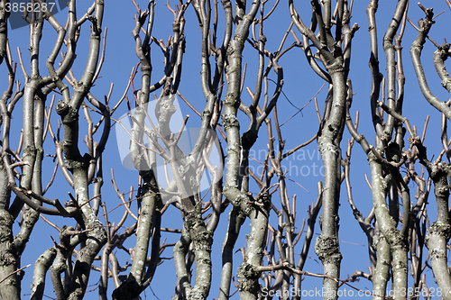 Image of Bare Branches over Blue Sky