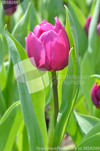 Image of Tulips in spring