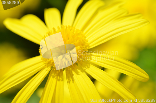 Image of Yellow Daisy flower