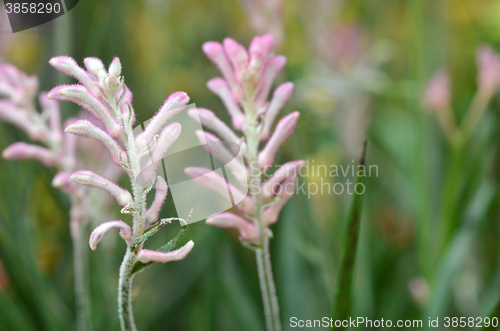 Image of Closeup of kangaroo paw plant