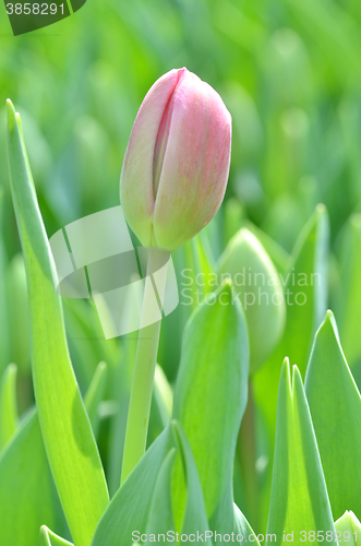 Image of Tulips in spring