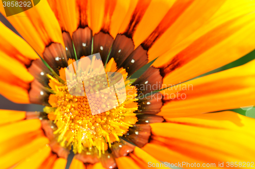 Image of Beautiful flower in a meadow 