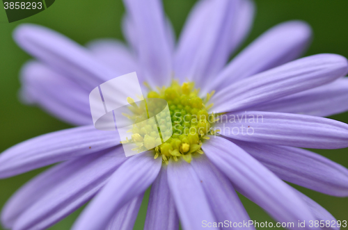 Image of Lovely purple flower closeup