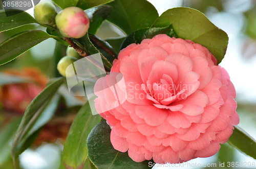 Image of Bright pink Japanese camellia flower in bloom