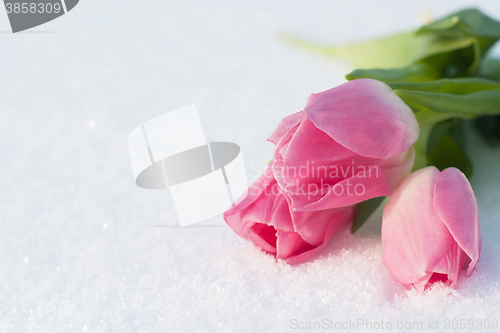 Image of Spring card with tulips in the snow