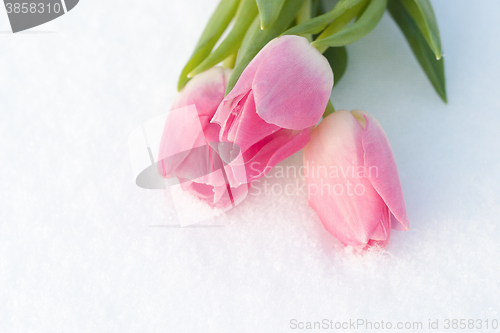 Image of Spring card with tulips in the snow