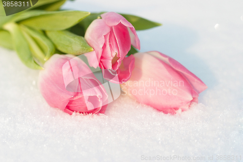 Image of Spring card with tulips in the snow