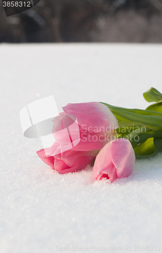 Image of Spring card with tulips in the snow