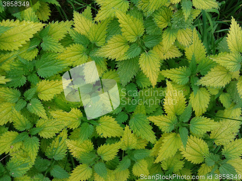 Image of bright colored nettle