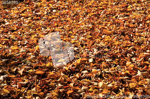 Image of autumn leaves background