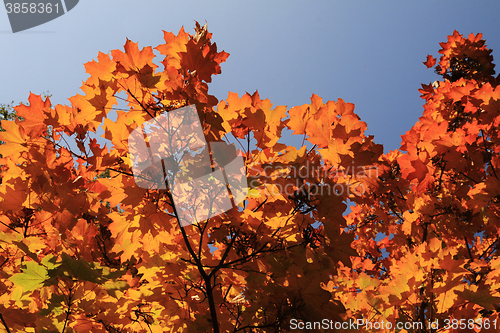 Image of autumn leaves and blue sky