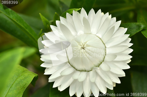 Image of Sunny Side Up Shasta Daisy