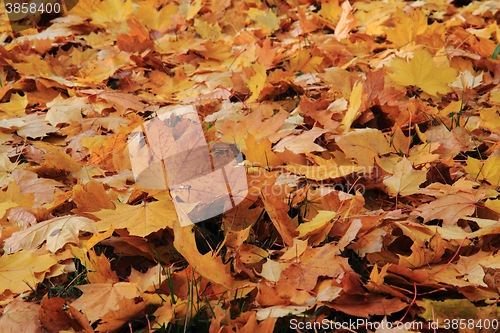 Image of autumn leaves background