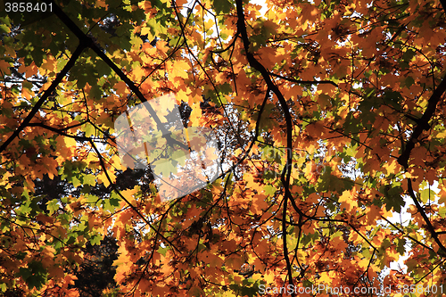 Image of autumn leaves background
