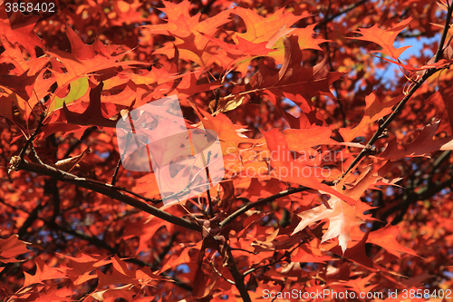 Image of autumn leaves background