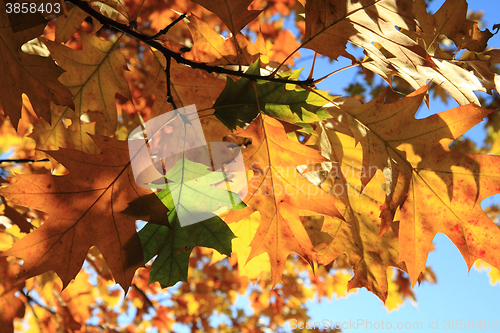 Image of autumn leaves and blue sky