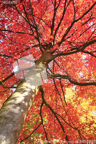 Image of autumn leaves background