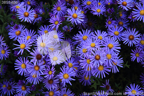 Image of violet flowers background