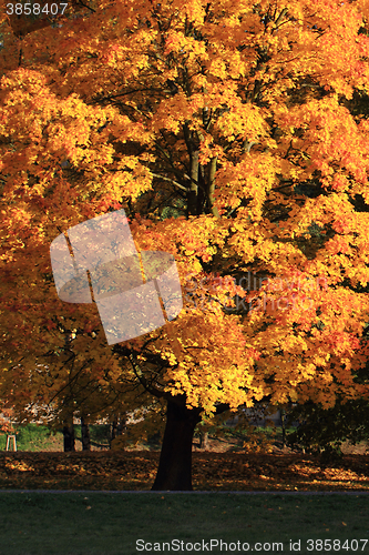 Image of autumn leaves background