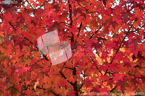 Image of autumn leaves background