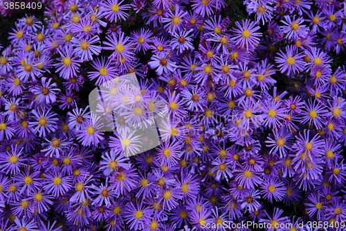 Image of violet flowers background