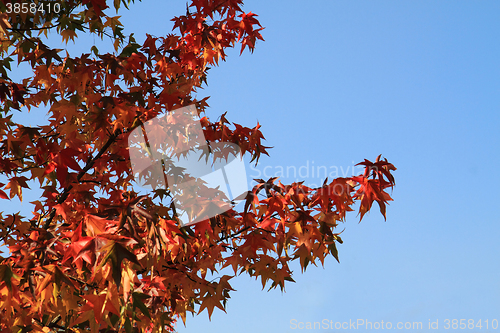 Image of autumn leaves and blue sky
