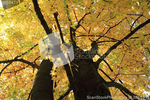 Image of autumn leaves background