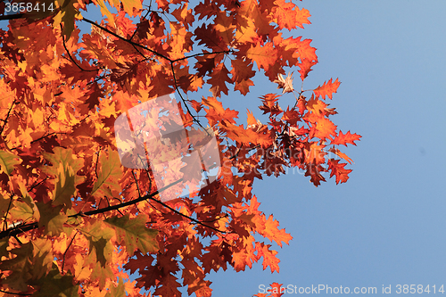 Image of autumn leaves and blue sky