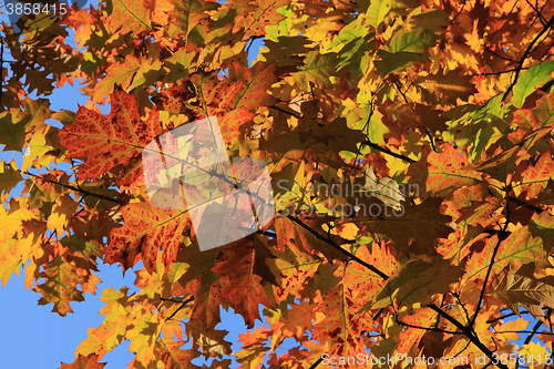 Image of autumn leaves background