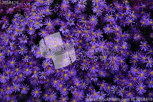Image of violet flowers background