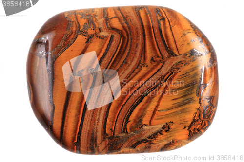 Image of tiger eye isolated