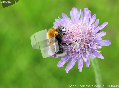 Image of Field Scabious and Bumblebee