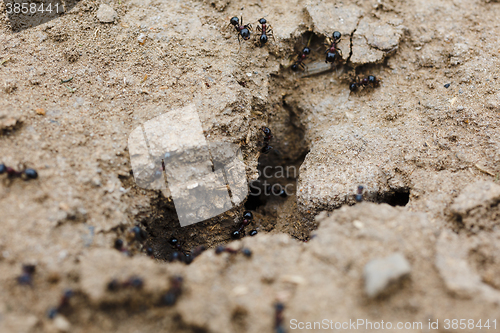 Image of Anthill in soil