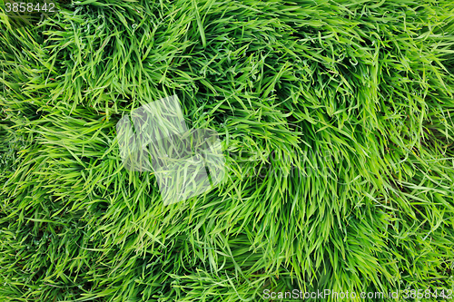 Image of Large leaves of green grass top view