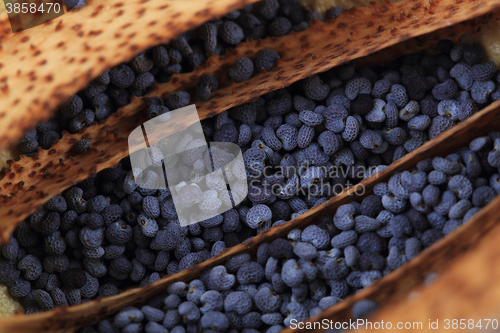 Image of poppy seeds texture