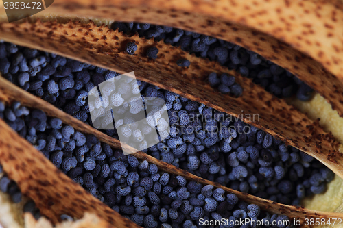 Image of poppy seeds texture