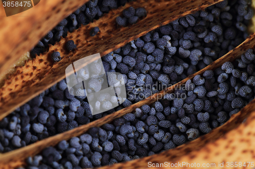 Image of poppy seeds texture
