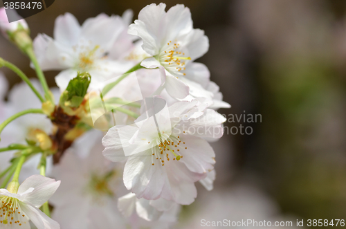 Image of Beautiful Cherry blossom