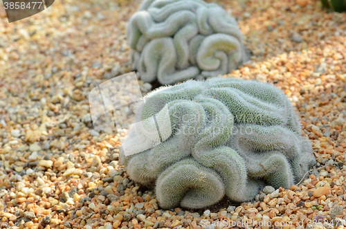 Image of Brain cactus in the gardens by the bay Singapore