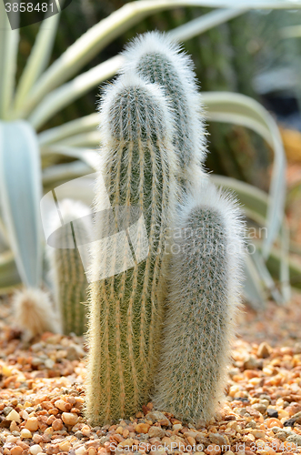 Image of Old Peruvian Man Cacti from the Andes mountains