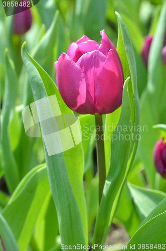 Image of Tulips in spring