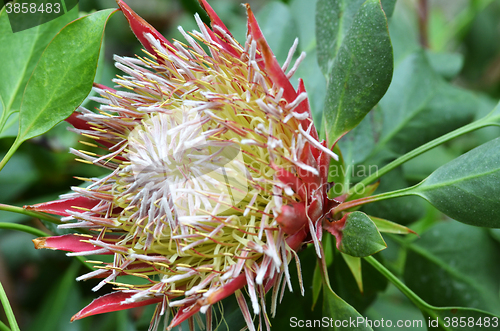 Image of South African plant Protea cynaroides